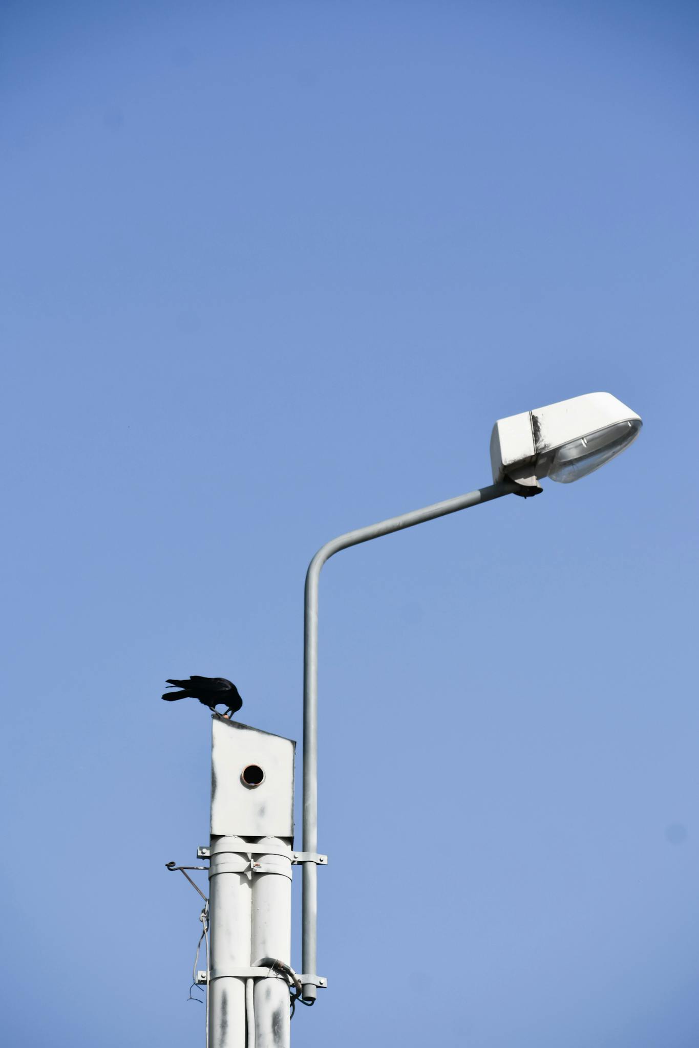 Black crow sitting on metal surveillance camera against bright blue sunny clear sky